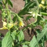 Priprema jajnika za paradajz